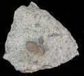 Cyclopyge An Unusual Pelagic Trilobite #40143-1